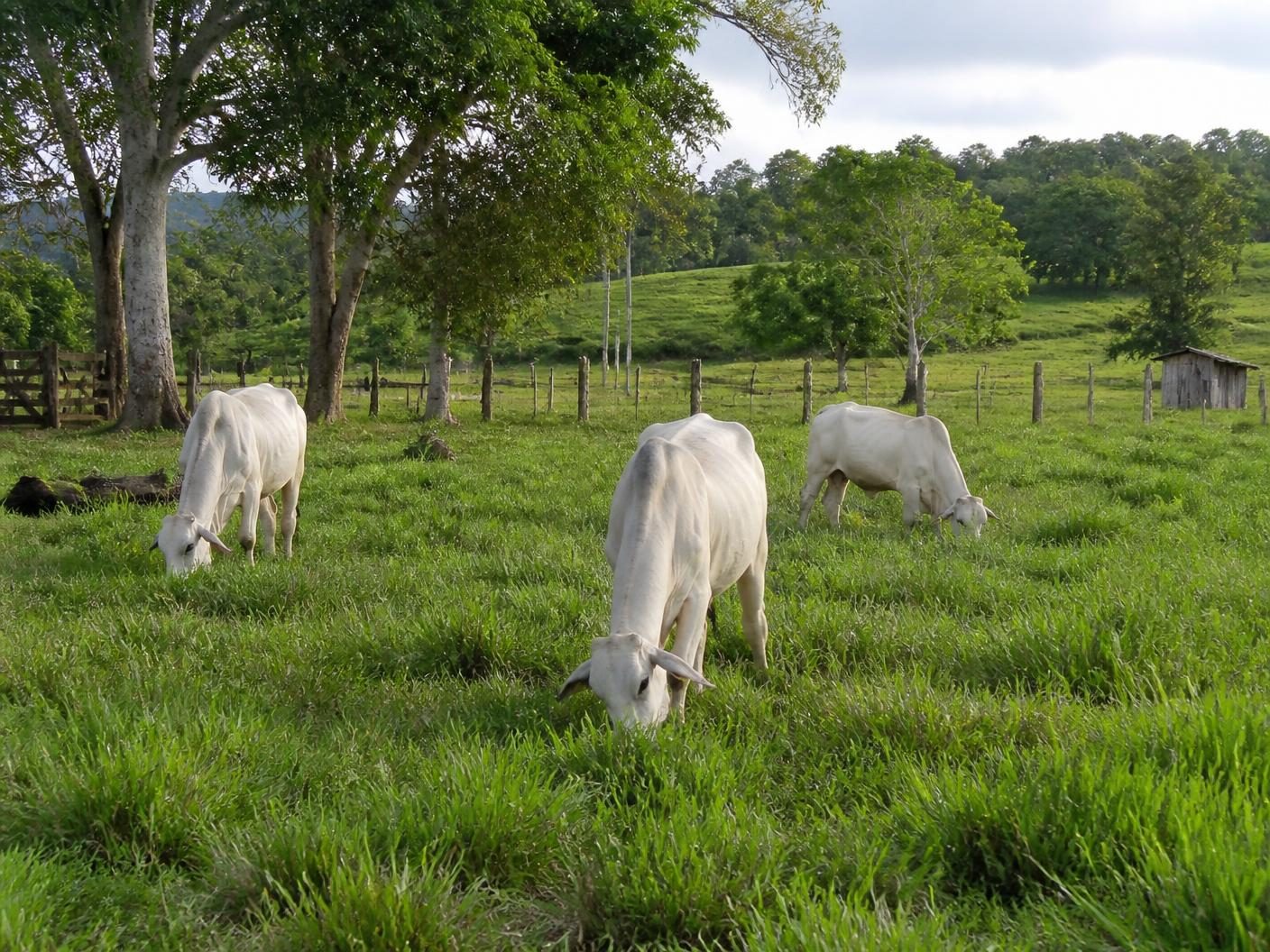Pasto com gado em propriedade rural brasileira